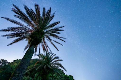 ヤシの木と星空 ヤシの木と星空の写真
