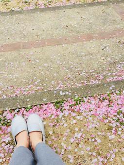 桜の季節 散歩 桜の季節 散歩の写真