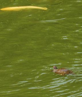 高田城のカメと鯉2 高田城のカメと鯉2の写真