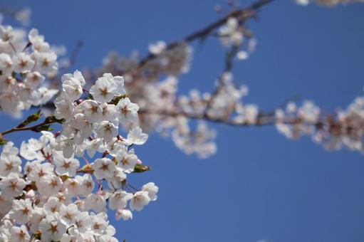 桜と青空 桜と青空の写真