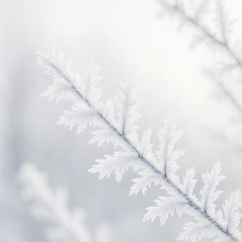 霧氷の枝のアップ 霧氷の枝のアップの写真