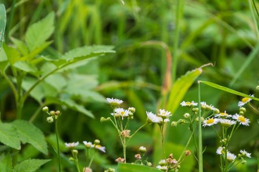 野原に咲く小さなハルジオンの花 野原に咲く小さなハルジオンの花 ハルジオン,野草,花の写真素材