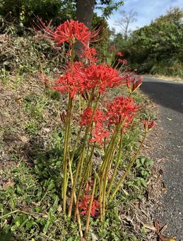 彼岸花 彼岸花の写真