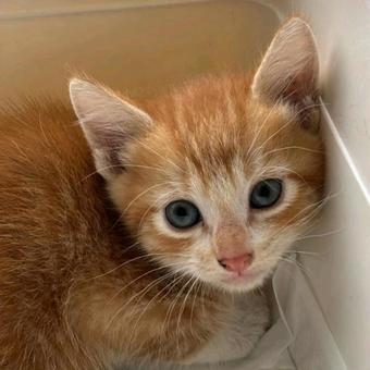 子猫~茶白トラ猫 子猫~茶白トラ猫の写真