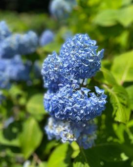 紫陽花 紫陽花の写真