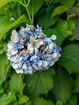 枯れかけの紫陽花 枯れかけの紫陽花の写真