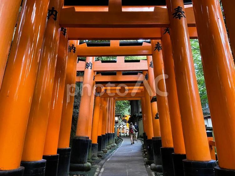 伏見稲荷大社／京都 絶景スポット,日本の絶景1120,京都の写真素材