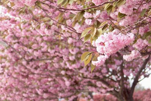 花 花,桜,japanの写真素材
