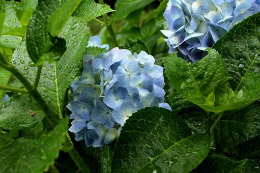 雨の中のアジサイ アジサイ,あじさい,紫陽花の写真素材