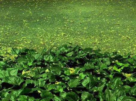 落葉と植物 落葉と植物の写真