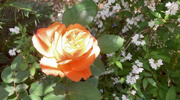 薔薇 薔薇の写真