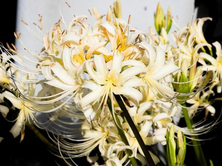 White spider lily (Higanbana), JPG White spider lily (Higanbana), JPG