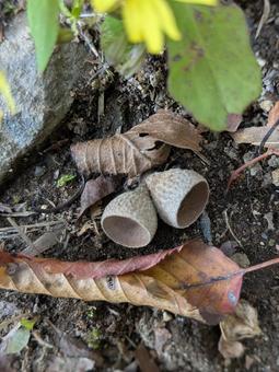 どんぐり帽子 どんぐり,どんぐり帽子,帽子の写真素材