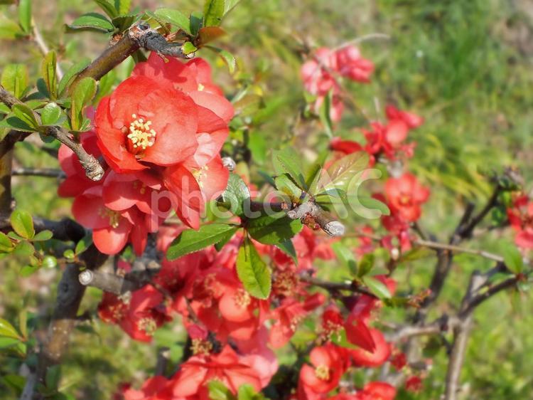 真っ赤な可愛い木瓜の花 木瓜,木瓜の花,ボケの写真素材