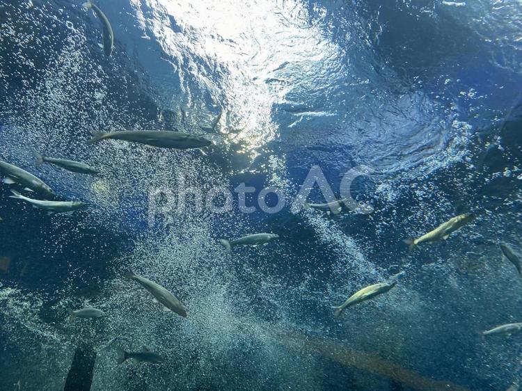 泳ぐ魚 自然,景色,風景の写真素材