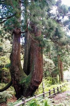 隠岐の島の県指定天然記念物「かぶら杉」 隠岐の島の県指定天然記念物「かぶら杉」 かぶら杉,巨木,天然記念物の写真素材