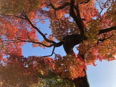 紅葉 紅葉 もみじ,紅葉,秋の写真素材