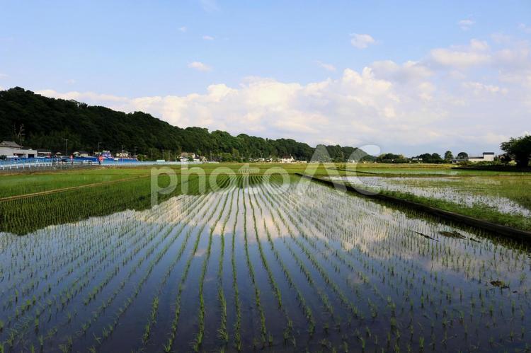 田植え後の水田に映る青空と白い雲 青空,水田,白い雲の写真素材