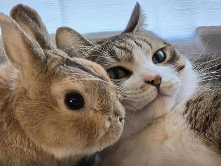 猫とうさぎ 猫,ネコ,うさぎの写真素材