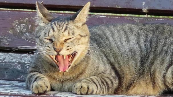 夕涼み中に満面の笑みを浮かべるあざとい猫 夕涼み中に満面の笑みを浮かべるあざとい猫 猫,キジトラ,寝そべるの写真素材