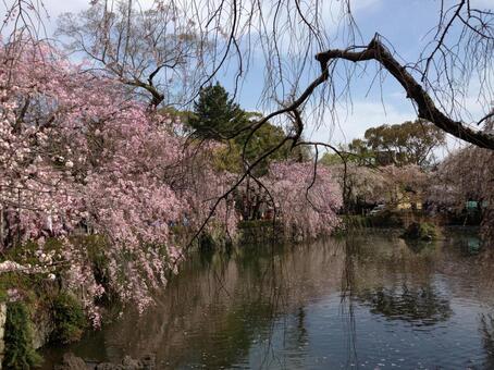 桜7 桜7の写真