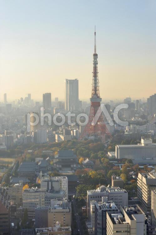 秋、夕方の東京タワー ビル,夕日,夕暮れの写真素材