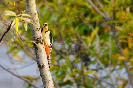 アカゲラ⒀ 鳥,アカゲラ,キツツキの写真素材