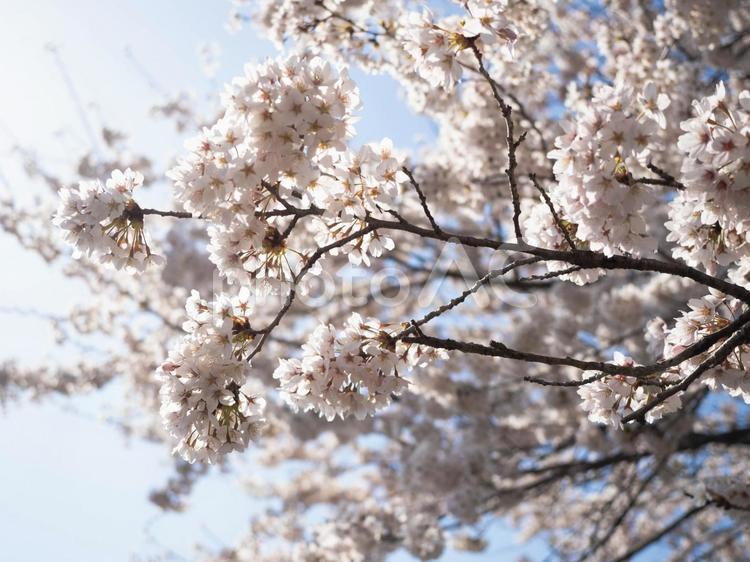 埼玉県美の山公園　桜の季節 桜,さくら,サクラの写真素材