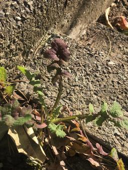 草花 草花の写真