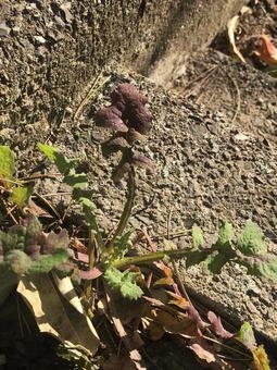 草花 葉っぱ,自然,風景の写真素材