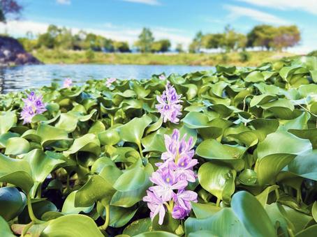 公園の池に植えられたホテイアオイ 公園の池に植えられたホテイアオイの写真
