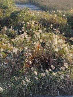 見下ろしたとすすきの野原の道 見下ろしたとすすきの野原の道の写真