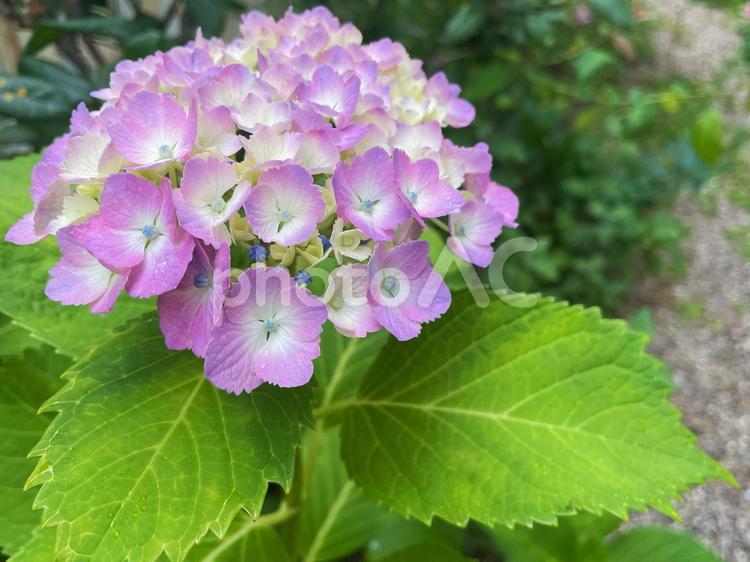 雨上がりのやさしいピンク色の紫陽花の花 紫陽花,あじさい,薄紫の写真素材