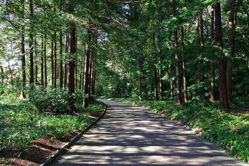 秋の森の散策路 秋の森の散策路 散策路,散歩道,秋の写真素材