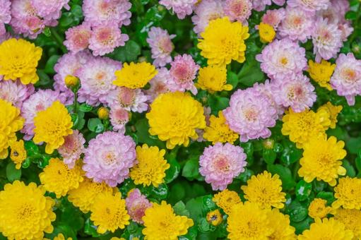 黄色とピンクのスプレーマムの写真