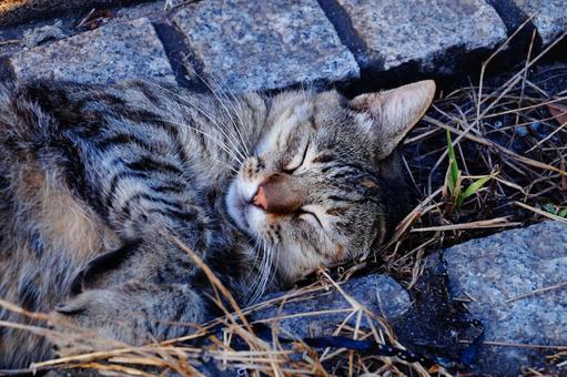 ねこの寝顔 ねこの寝顔 ねこ,動物,生き物の写真素材