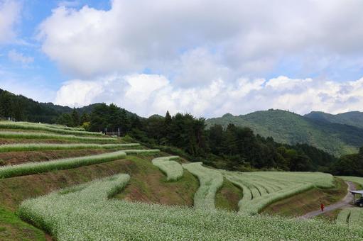 ９月下旬のまんのう町島ヶ峰の天空のソバ畑 ソバ畑,蕎麦,花の写真素材