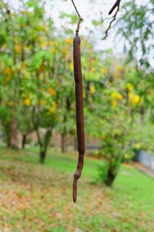 ゴールデンシャワー（種） ゴールデンシャワー,ナンバンサイカチ,植物の写真素材