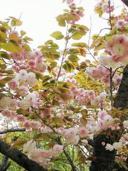 ライトピンクの八重桜10 ライトピンクの八重桜10の写真