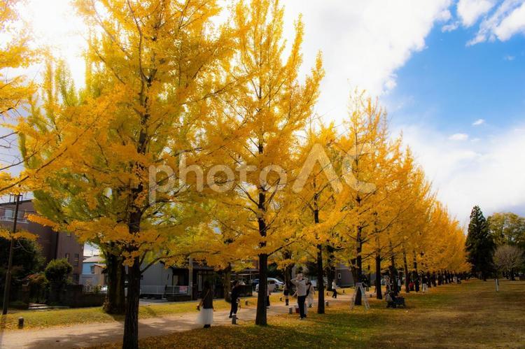 学びの森　イチョウ並木 イチョウ,イチョウ並木,イチョウの木の写真素材
