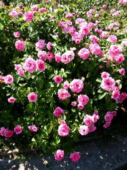 郊外のバラ園に咲くピンクのバラ 郊外のバラ園に咲くピンクのバラ バラ,花,植物の写真素材