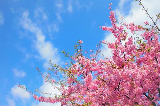 桜咲く 桜咲くの写真