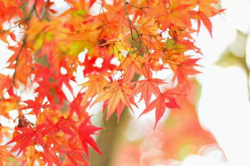 鮮やかな紅葉 鮮やかな紅葉の写真