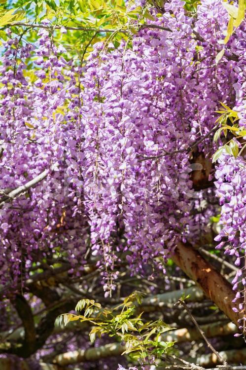 藤の花 藤棚,春,藤の花の写真素材