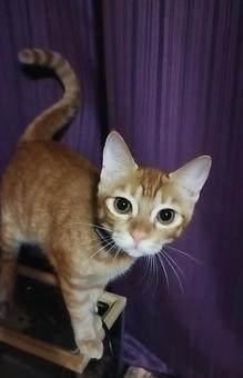 家猫 そると 家猫 そるとの写真