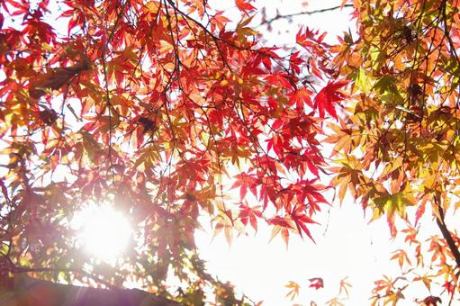 紅葉 紅葉の写真