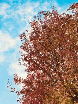 紅葉したカエデの木と秋の青空 紅葉,秋,街路樹の写真素材