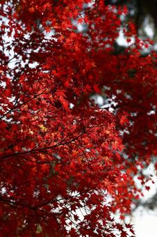 紅葉 もみじ,楓,かえでの写真素材