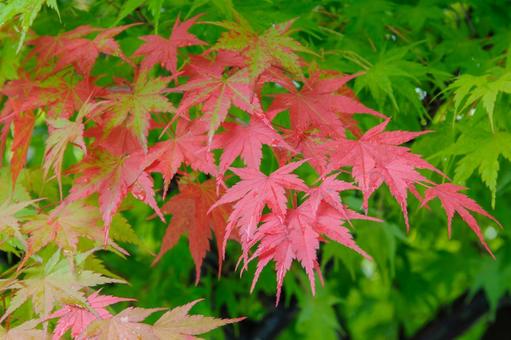 紅葉するモミジの葉3 紅葉,秋,もみじの写真素材