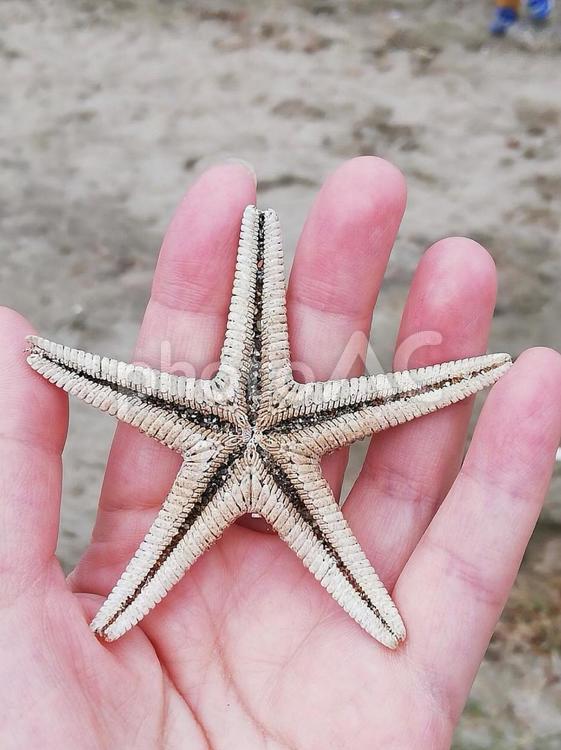砂浜で見つけたヒトデ ヒトデ,ひとで,海浜の写真素材